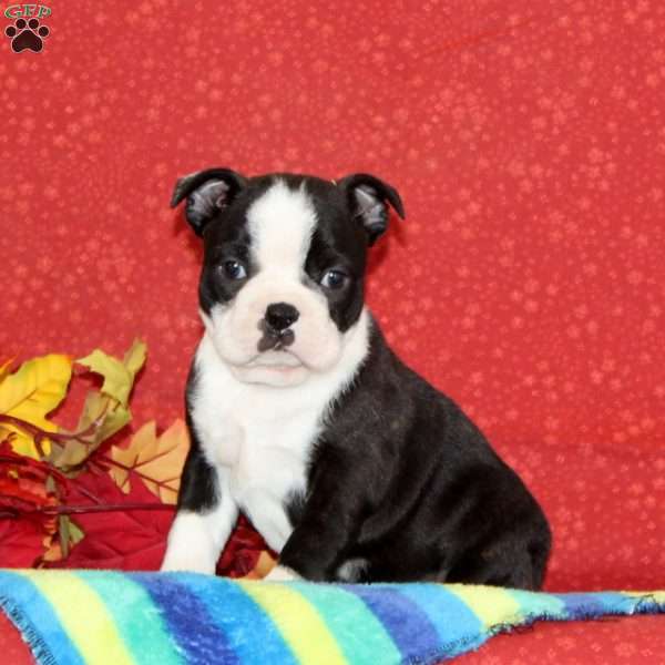 Pansy, Boston Terrier Puppy